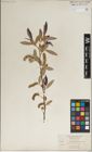 Foto von Salix laevigata Bebb